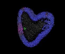 Breakthrough Scientists Grow First Human Spine in the Lab