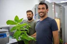 Finally Foods' potato-based cheese made with molecular farming